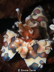 Harlequin Shrimp by Emma Davis 